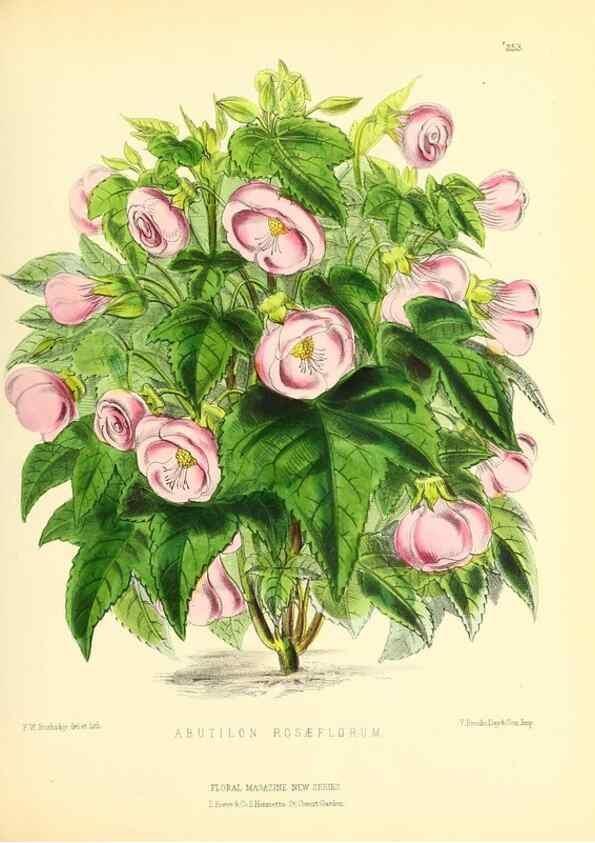 Reproducción/Reproduction 49694181861: The floral magazine;. London,L. Reeve & Co.. 