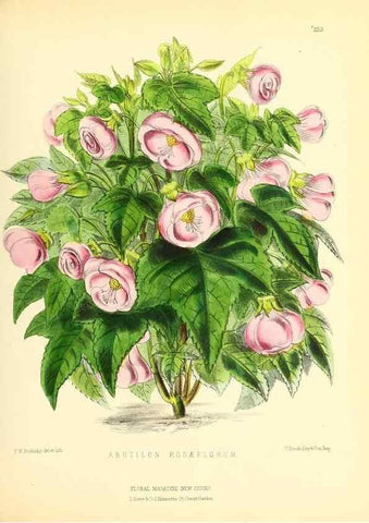 Reproducción/Reproduction 49694181861: The floral magazine;. London,L. Reeve & Co.. 