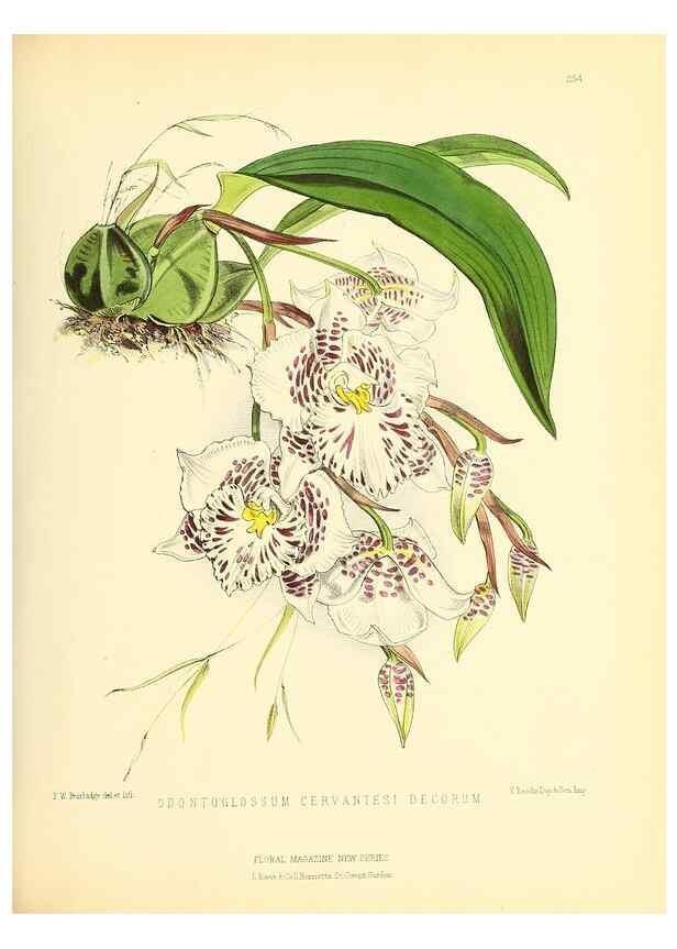 Reproducción/Reproduction 49694484842: The floral magazine;. London,L. Reeve & Co.. 