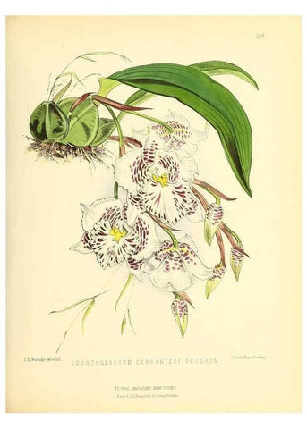 Reproducción/Reproduction 49694484842: The floral magazine;. London,L. Reeve & Co.. 