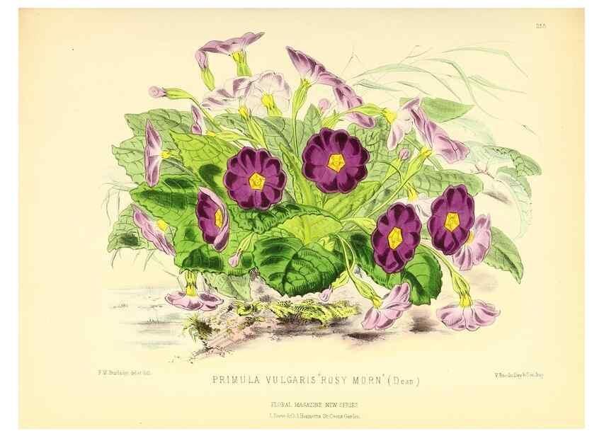 Reproducción/Reproduction 49694182216: The floral magazine;. London,L. Reeve & Co.. 