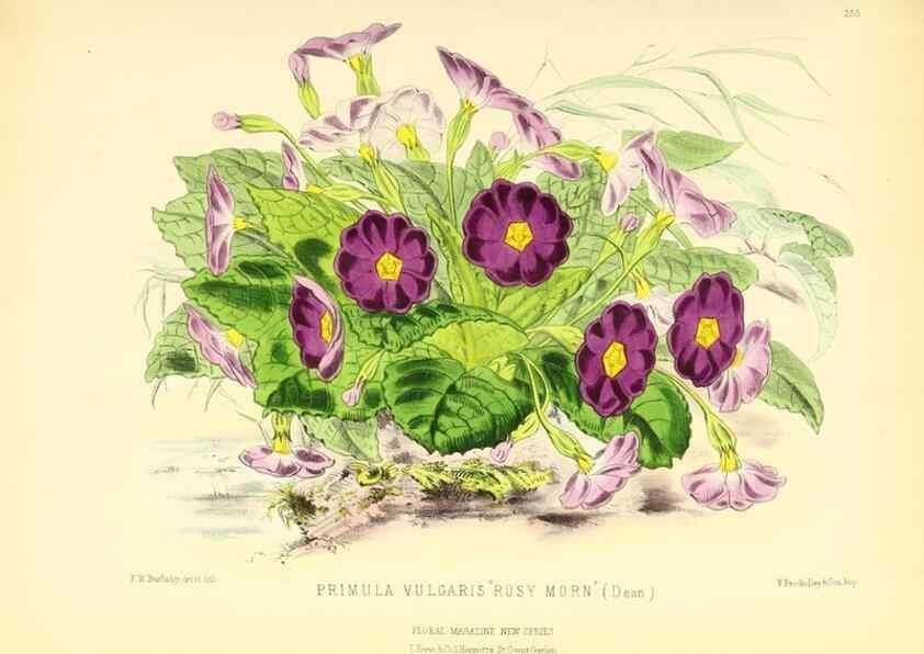 Reproducción/Reproduction 49694182216: The floral magazine;. London,L. Reeve & Co.. 