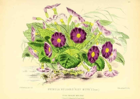 Reproducción/Reproduction 49694182216: The floral magazine;. London,L. Reeve & Co.. 
