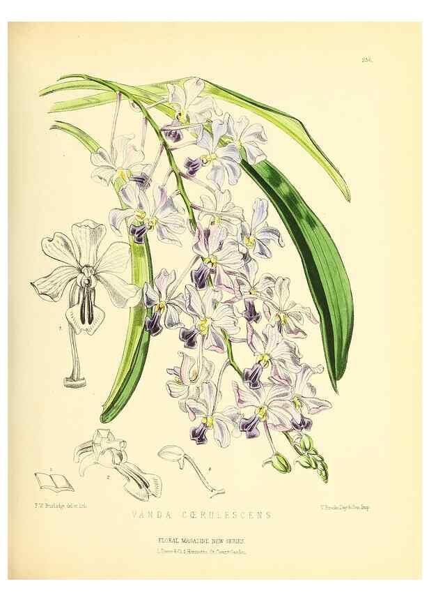 Reproducción/Reproduction 49693639188: The floral magazine;. London,L. Reeve & Co.. 