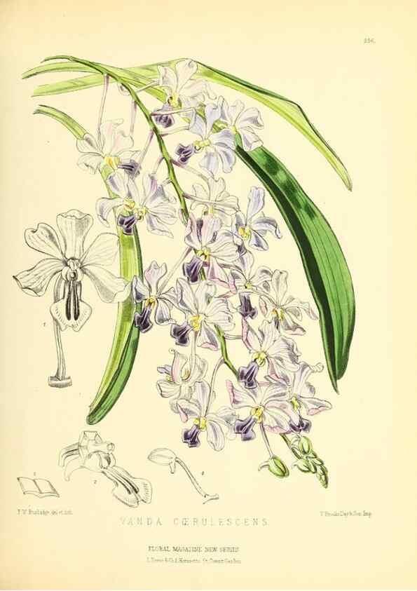 Reproducción/Reproduction 49693639188: The floral magazine;. London,L. Reeve & Co.. 