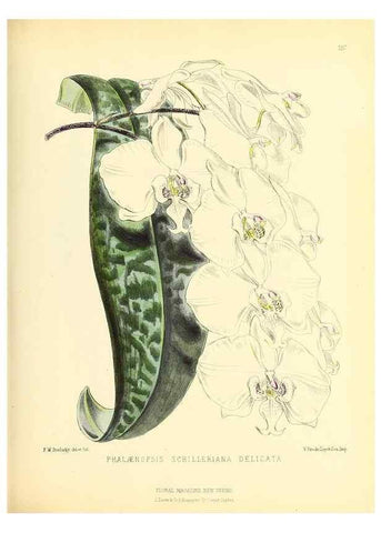 Reproducción/Reproduction 49694485607: The floral magazine;. London,L. Reeve & Co.. 