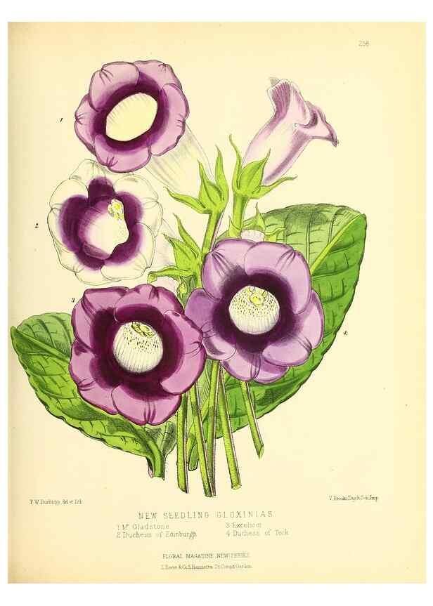 Reproducción/Reproduction 49693639633: The floral magazine;. London,L. Reeve & Co.. 