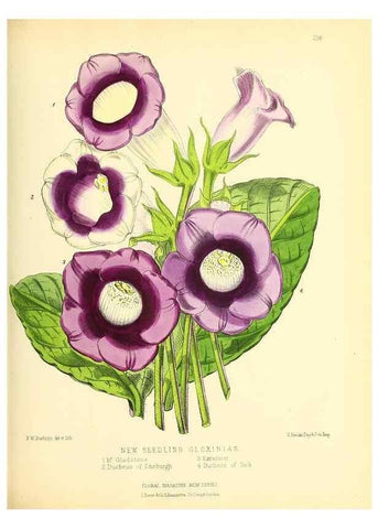 Reproducción/Reproduction 49693639633: The floral magazine;. London,L. Reeve & Co.. 