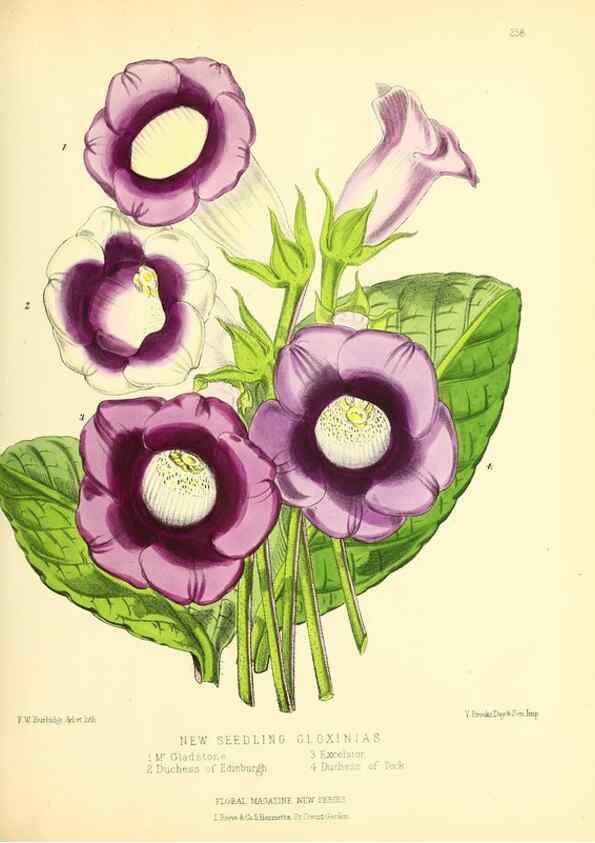 Reproducción/Reproduction 49693639633: The floral magazine;. London,L. Reeve & Co.. 