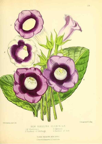 Reproducción/Reproduction 49693639633: The floral magazine;. London,L. Reeve & Co.. 