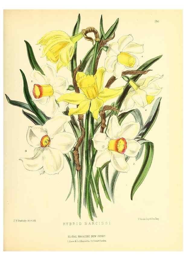 Reproducción/Reproduction 49694181086: The floral magazine;. London,L. Reeve & Co.. 
