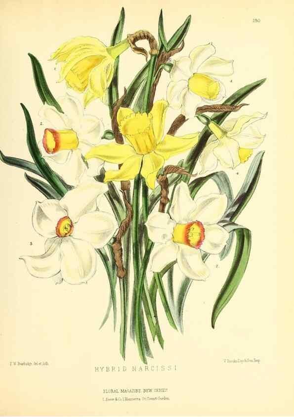 Reproducción/Reproduction 49694181086: The floral magazine;. London,L. Reeve & Co.. 