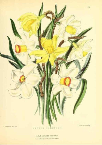 Reproducción/Reproduction 49694181086: The floral magazine;. London,L. Reeve & Co.. 