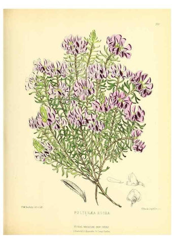 Reproducción/Reproduction 49693639868: The floral magazine;. London,L. Reeve & Co.. 