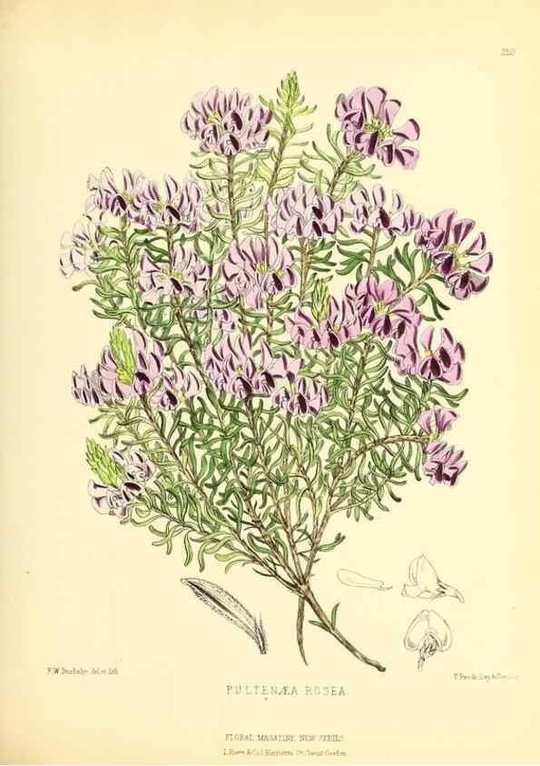 Reproducción/Reproduction 49693639868: The floral magazine;. London,L. Reeve & Co.. 