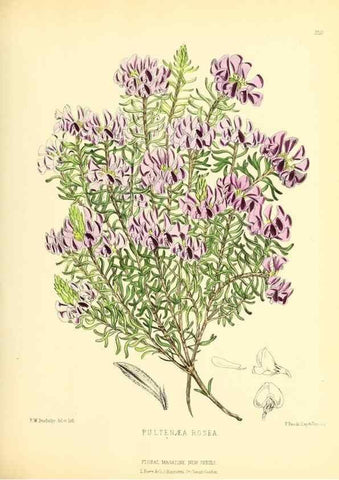 Reproducción/Reproduction 49693639868: The floral magazine;. London,L. Reeve & Co.. 