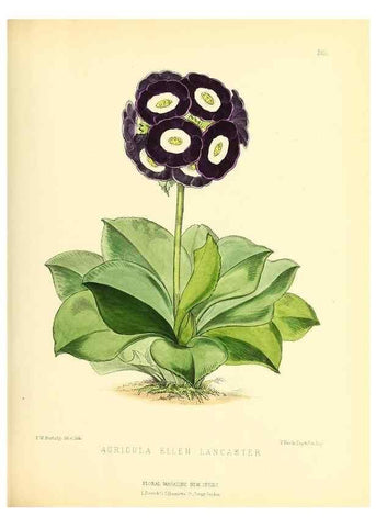 Reproducción/Reproduction 49694183526: The floral magazine;. London,L. Reeve & Co.. 