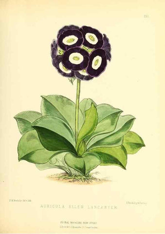 Reproducción/Reproduction 49694183526: The floral magazine;. London,L. Reeve & Co.. 