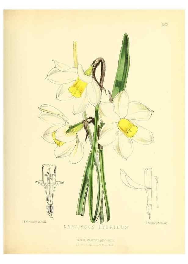 Reproducción/Reproduction 49694183756: The floral magazine;. London,L. Reeve & Co.. 
