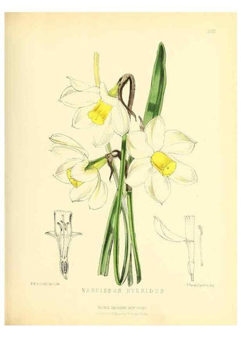 Reproducción/Reproduction 49694183756: The floral magazine;. London,L. Reeve & Co.. 