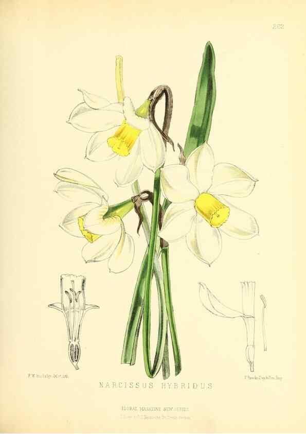 Reproducción/Reproduction 49694183756: The floral magazine;. London,L. Reeve & Co.. 