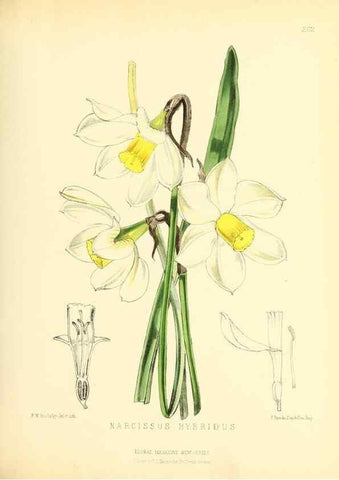 Reproducción/Reproduction 49694183756: The floral magazine;. London,L. Reeve & Co.. 