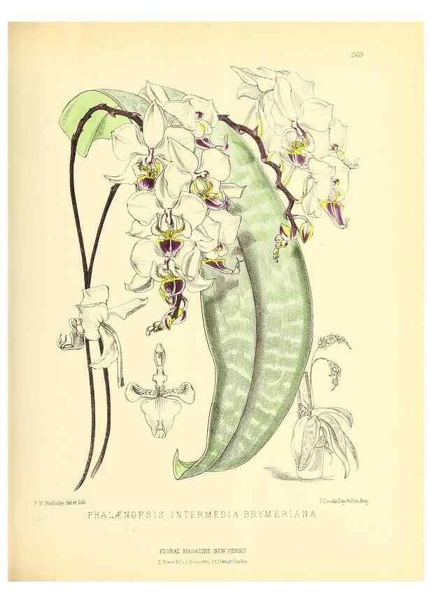 Reproducción/Reproduction 49693640768: The floral magazine;. London,L. Reeve & Co.. 