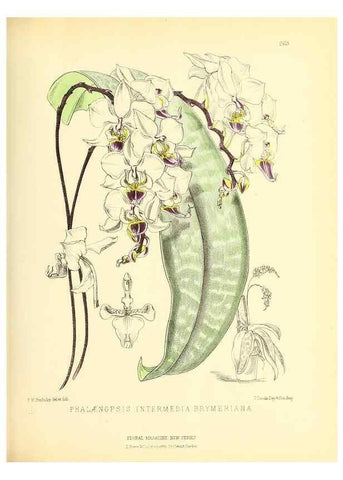 Reproducción/Reproduction 49693640768: The floral magazine;. London,L. Reeve & Co.. 