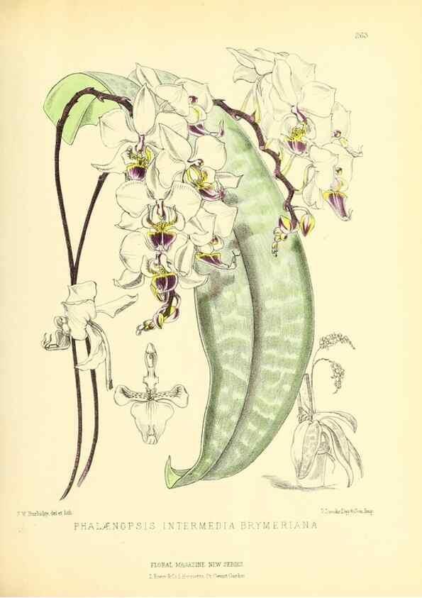 Reproducción/Reproduction 49693640768: The floral magazine;. London,L. Reeve & Co.. 