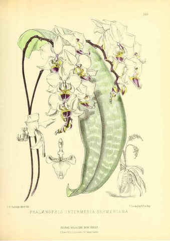 Reproducción/Reproduction 49693640768: The floral magazine;. London,L. Reeve & Co.. 