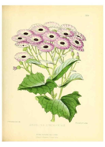 Reproducción/Reproduction 49693640958: The floral magazine;. London,L. Reeve & Co.. 
