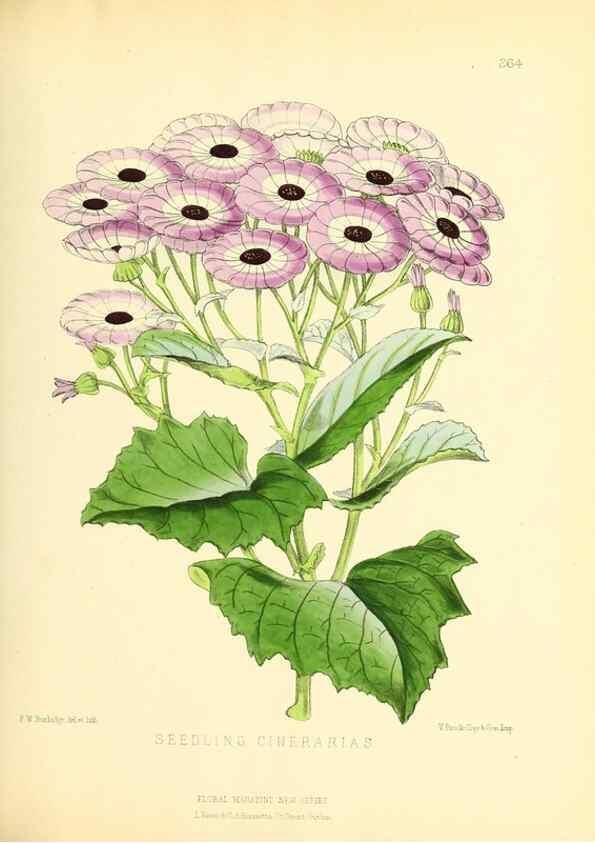 Reproducción/Reproduction 49693640958: The floral magazine;. London,L. Reeve & Co.. 