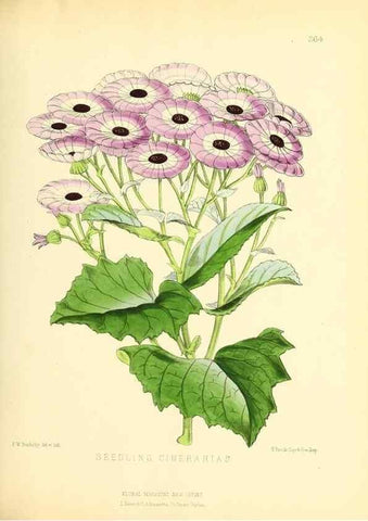 Reproducción/Reproduction 49693640958: The floral magazine;. London,L. Reeve & Co.. 