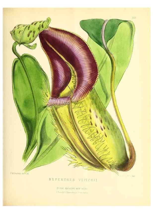 Reproducción/Reproduction 49693641183: The floral magazine;. London,L. Reeve & Co.. 