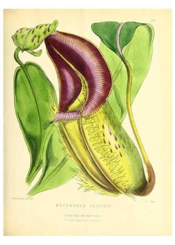 Reproducción/Reproduction 49693641183: The floral magazine;. London,L. Reeve & Co.. 