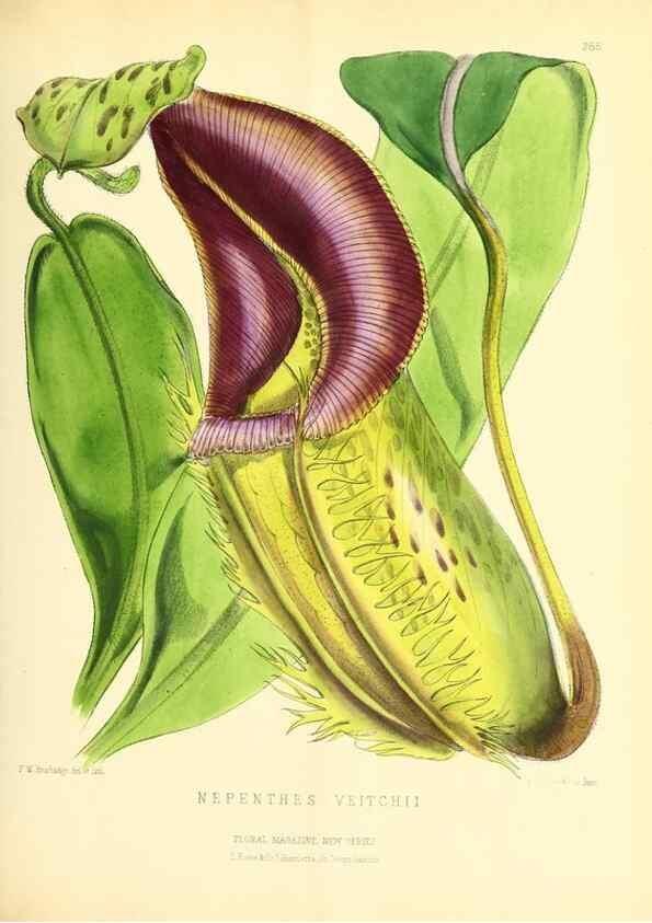 Reproducción/Reproduction 49693641183: The floral magazine;. London,L. Reeve & Co.. 