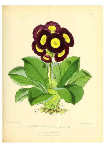Reproducción/Reproduction 49693641413: The floral magazine;. London,L. Reeve & Co.. 