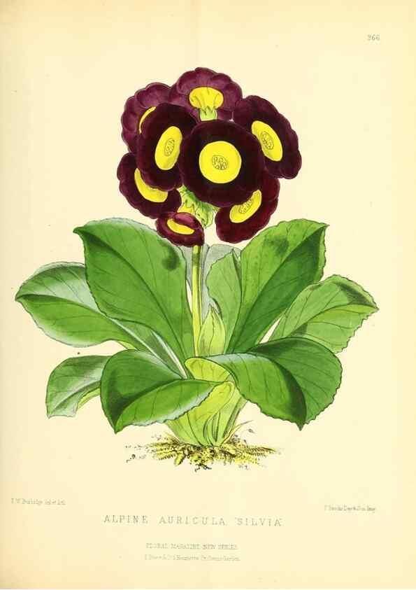 Reproducción/Reproduction 49693641413: The floral magazine;. London,L. Reeve & Co.. 