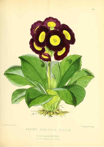 Reproducción/Reproduction 49693641413: The floral magazine;. London,L. Reeve & Co.. 