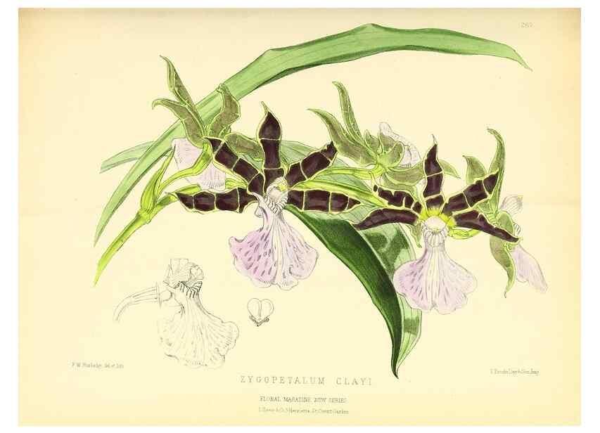 Reproducción/Reproduction 49694487997: The floral magazine;. London,L. Reeve & Co.. 