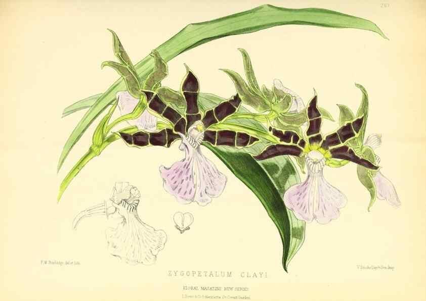 Reproducción/Reproduction 49694487997: The floral magazine;. London,L. Reeve & Co.. 