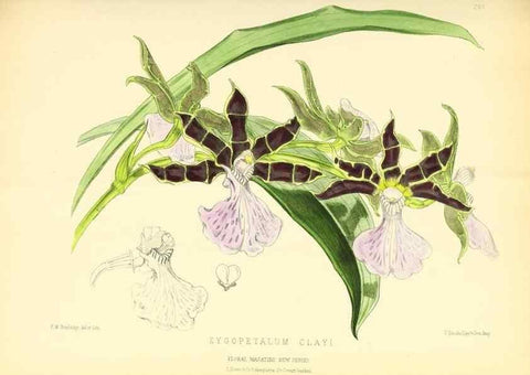 Reproducción/Reproduction 49694487997: The floral magazine;. London,L. Reeve & Co.. 