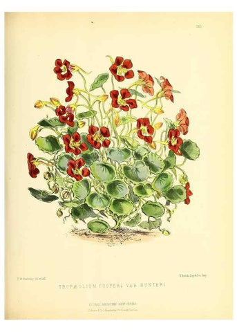Reproducción/Reproduction 49694183301: The floral magazine;. London,L. Reeve & Co.. 