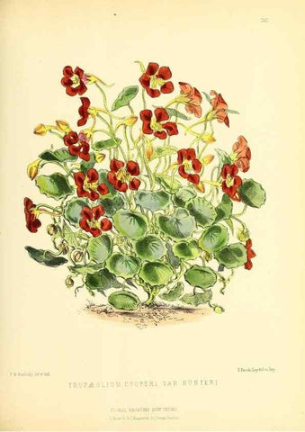 Reproducción/Reproduction 49694183301: The floral magazine;. London,L. Reeve & Co.. 