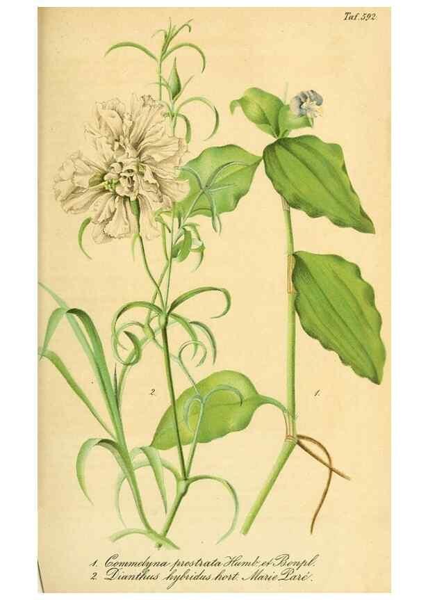 Reproducción/Reproduction 49698505061: Gartenflora.. Erlangen :F. Enke,1852-1940.. 