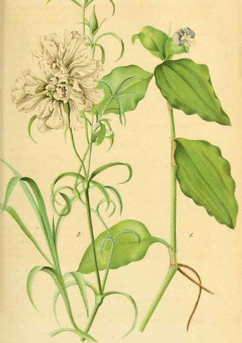 Reproducción/Reproduction 49698505061: Gartenflora.. Erlangen :F. Enke,1852-1940.. 