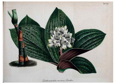 Reproducción/Reproduction 49698505216: Gartenflora.. Erlangen :F. Enke,1852-1940.. 