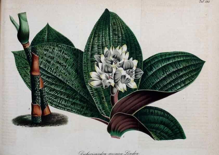 Reproducción/Reproduction 49698505216: Gartenflora.. Erlangen :F. Enke,1852-1940.. 