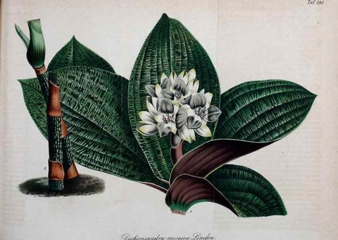 Reproducción/Reproduction 49698505216: Gartenflora.. Erlangen :F. Enke,1852-1940.. 