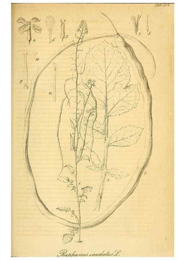 Reproducción/Reproduction 49698505531: Gartenflora.. Erlangen :F. Enke,1852-1940.. 